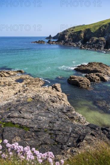 Coastal landscape in Cornwall between Gurnard's Head and Carnelloe Headland. Rose-an Hale Cove, Cornwall, England, Great Britain