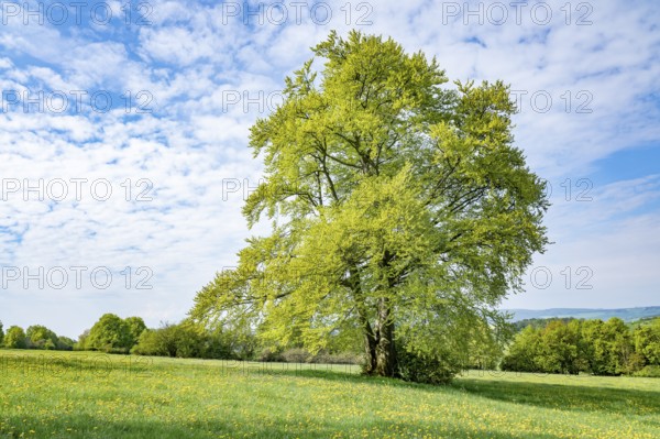 Common beech (Fagus sylvatica), solitary in a meadow, Thuringia, Germany