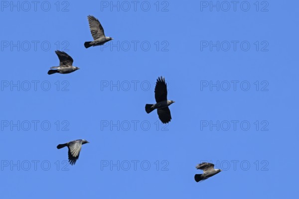 Flock of western jackdaws, European jackdaw (Corvus monedula, Coloeus monedula) in flight against blue sky