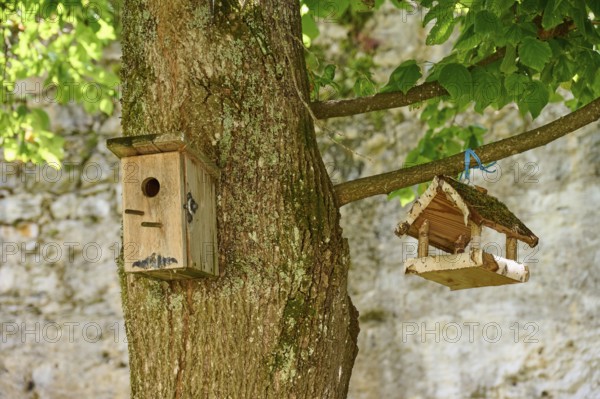 Nesting box, bird feeder, tree, Ossiach, Lake Ossiach, Carinthia, Austria