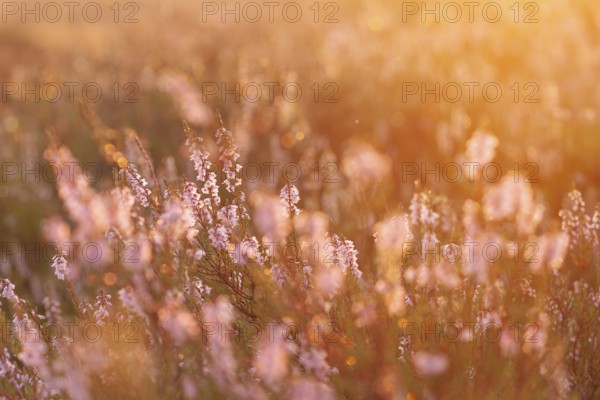 Bell heather (Erica tetralix) in the Lüneburg Heath in the yellow-red morning light at sunrise