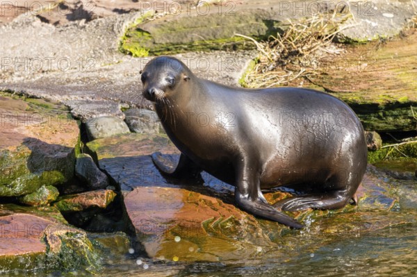 California sea lion (Zalophus californianus), at the shore of the sea, captive, Germany