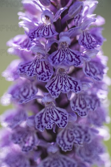 Southern marsh orchid (Dactylorhiza maculata), Emsland, Lower Saxony, Germany