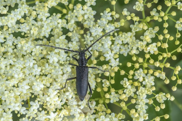 Oxymirus cursor beetle feeding on pollen on an elderflower. Jechtingen, Emmendingen, Kaiserstuhl, Freiburg im Breisgau, Baden-Württemberg, Germany