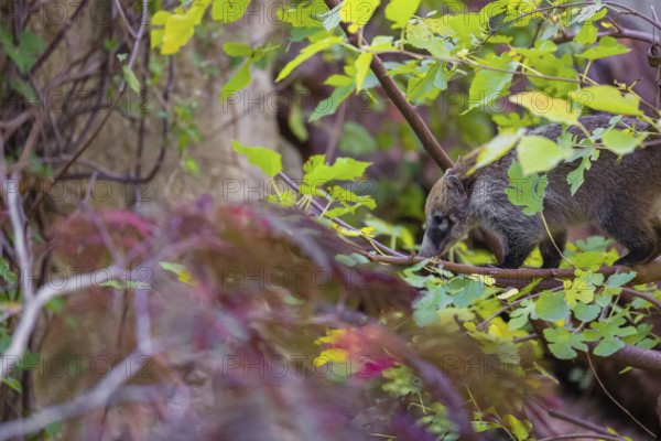 A white-nosed coati (nasua narica) climbs a tree in search of food
