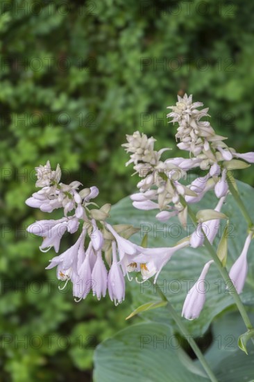 Blossoms of a hosta (Hosta), North Rhine-Westphalia, Germany
