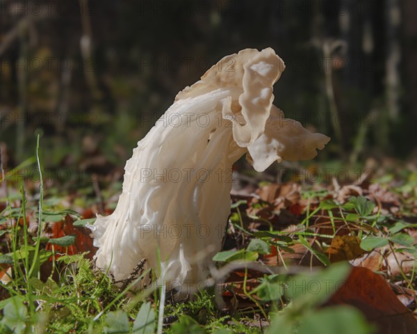 Autumn laurel (Helvella crispa), fruiting body, poisonous, Bad Homburg vor der Höhe, Hesse, Germany