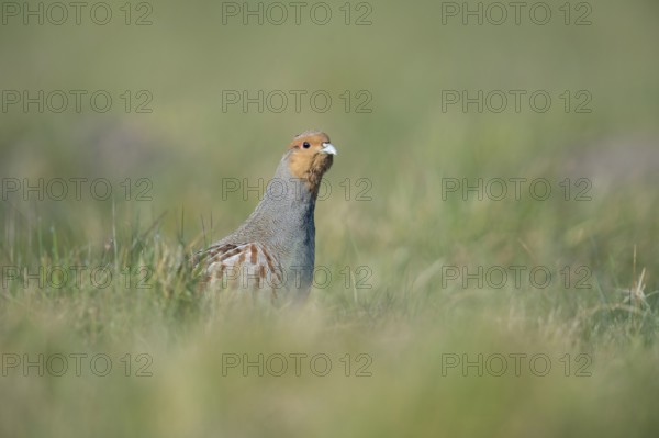 Grey Partridge (Perdix perdix) male, North Rhine-Westphalia, Germany