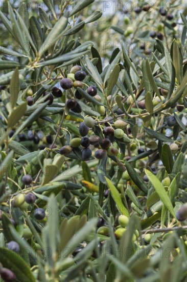 Close-up of an olive tree with ripe and green olives between dense leaves, Apulia, Italy