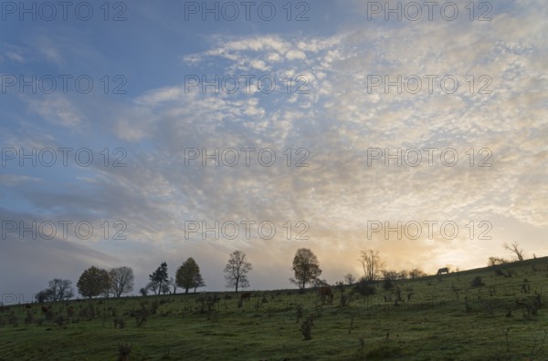 Trees on a hilltop in front of a colourful morning sunrise with clouds in the sky, landscape near Kytlice, Lužické hory, Lusatian Mountains, Okres Decín, Ústecký kraj, Czech Republic
