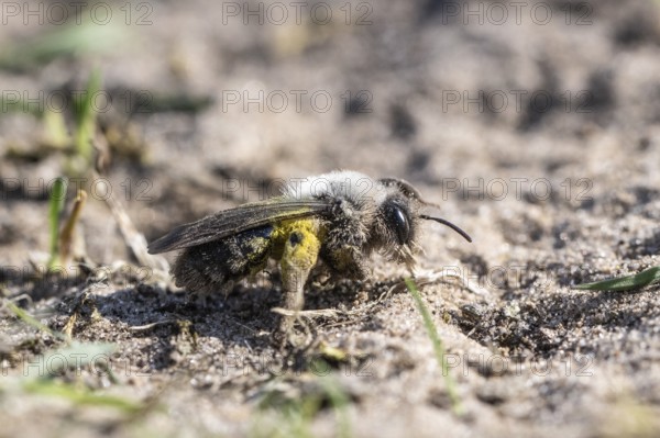 Ashy Mining Bee (Andrena cineraria), Emsland, Lower Saxony, Germany