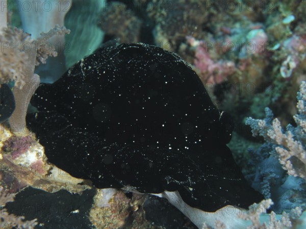 Black sea creature with small points of light, large ice snail (Ovula ovum), in a mysterious environment. Dive site Twin Reef, Penyapangan, Bali, Indonesia