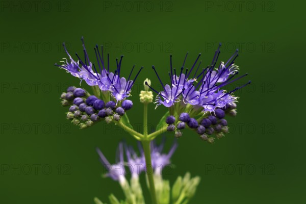 Clandon caryopteris (caryopteris x clandonensis), flower, flowering, Germany
