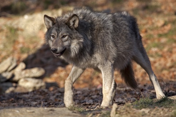Wolf (Canis lupus), captive, Bad Mergentheim Wildlife Park, Baden-Württemberg, Germany