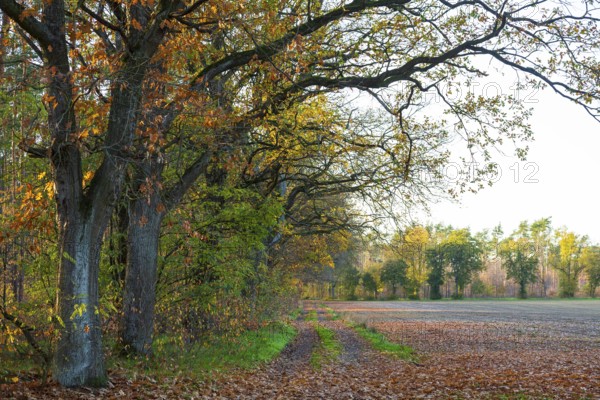 Forest path along the edge of a field with oak trees (quercus) in autumn, Zschorna, Thiendorf, Saxony, Germany