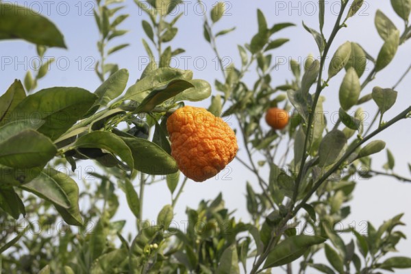 Fruit of the bitter orange bitter orange (Citrus × aurantium L.), Spain