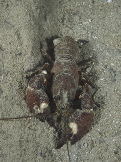 A crayfish with strong claws, signal crayfish (Pacifastacus leniusculus), American crayfish, invasive species, digging in the sand, Terlinden dive site, Küsnacht, Lake Zurich, Canton Zurich, Switzerland