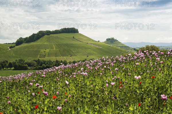 Opium poppy (Papaver somniferum), opium poppy field, Erlenbach, near Heilbronn, Baden-Württemberg, Germany
