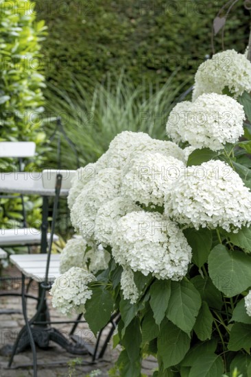 Snowball hydrangea (Hydrangea arborescens STRONG ANNABELLE), An den Dorfwiesen 9, Germany