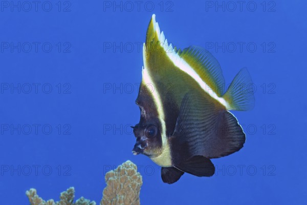 Underwater photo of Horned bannerfish (Heniochus varius), Pacific Ocean, Yap Island, Yap State, Caroline Islands, FSM, Federated States of Micronesia, Australia, Oceania