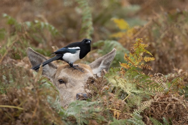 Red deer (Cervus elaphus) adult female doe sitting amongst bracken in the autumn with a Magpie (Pica pica) adult bird on its head, England, United Kingdom