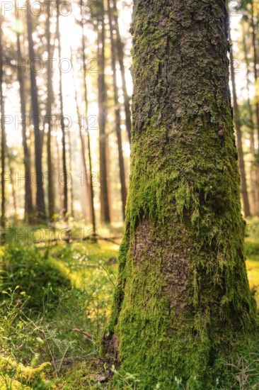 A mossy tree trunk in a dense forest, illuminated by warm sunlight, Gechingen, district of Calw, Germany