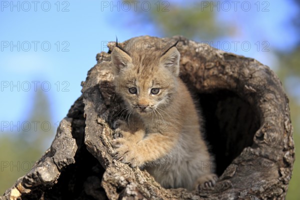 Canada lynx (Lynx canadensis), young, den, tree, eight weeks old, Montana, USA, North America