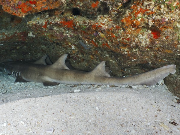 A Brownbanded bamboo shark (Chiloscyllium punctatum) resting in a sandy cave below a colourful reef, dive site SD, Nusa Ceningan, Nusa Penida, Bali, Indonesia