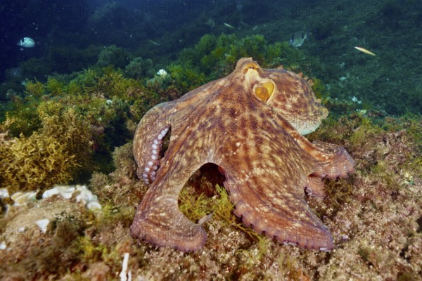 An octopus, Common Octopus (Octopus vulgaris), on the seabed, camouflaged between algae, dive site Cap de Creus Marine Reserve, Rosas, Costa Brava, Spain, Mediterranean Sea