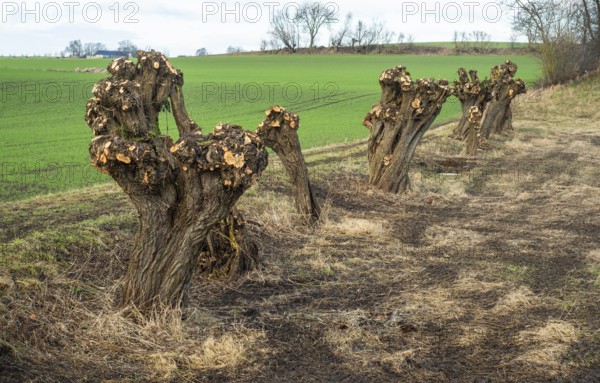 Row of recently pruned willow trees in Löderup, Ystad Municipality, Skåne County, Scandinavia