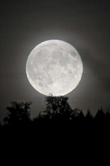 Rising of a Supermoon over forest, Heidelberg, Baden-Wuerttemberg, Germany