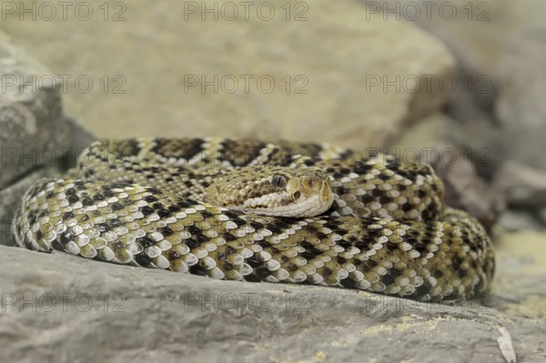 Mexican west coast rattlesnake (Crotalus basiliscus), juvenile, captive, occurrence in Mexico