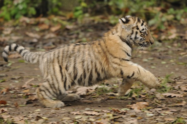 A tiger cub runs across the ground covered with autumn leaves, Siberian tiger (Panthera tigris altaica), captive, occurring in Russia, North Korea and China