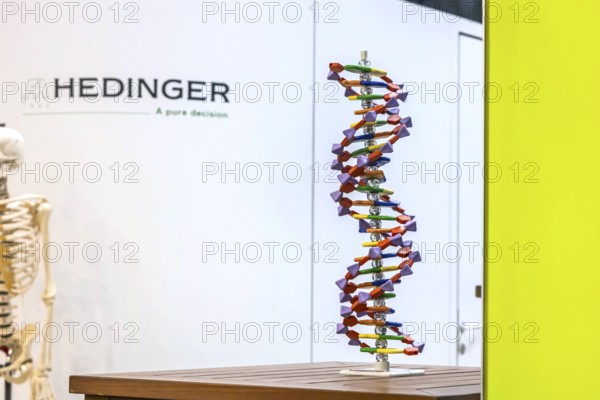 DNA helix structural model. Model for the school subject biology. Scientific teaching aid from Hedinger for science lessons. Europe's largest education fair Didacta in Stuttgart, Baden-Württemberg, Germany