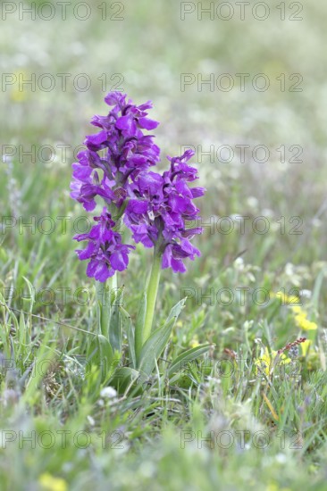Green-winged orchid (Anacamptis morio), two inflorescences next to each other in a meadow, close-up, Hesse, Germany