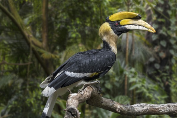 Great hornbill, great Indian hornbill, great pied hornbill (Buceros bicornis) native to the Indian subcontinent and Southeast Asia
