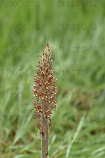 Gorse (Orobanche rapum-genistae), a subspecies of the genista family (Orobanchaceae) is endangered in Germany, on a wooded area with broom (Genista), Wilnsdorf, North Rhine-Westphalia, Germany