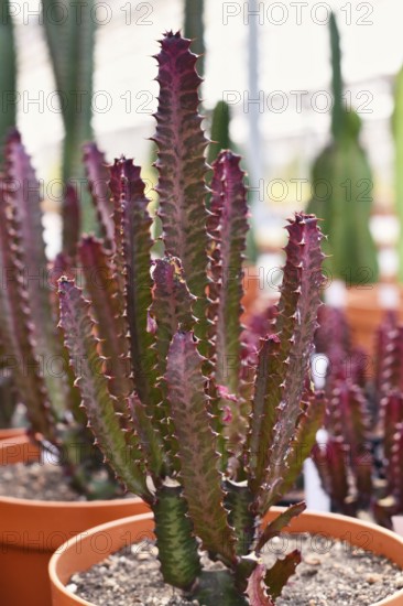 Red 'Euphorbia trigona f. rubra' cactus plant