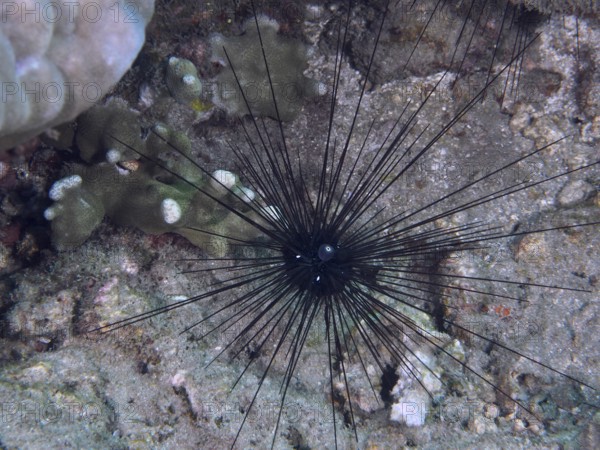 Single Arbacia lixula, Diadem sea urchin (Diadema setosum), on coral-like substrate in seawater, dive site Pidada, Penyapangan, Bali, Indonesia