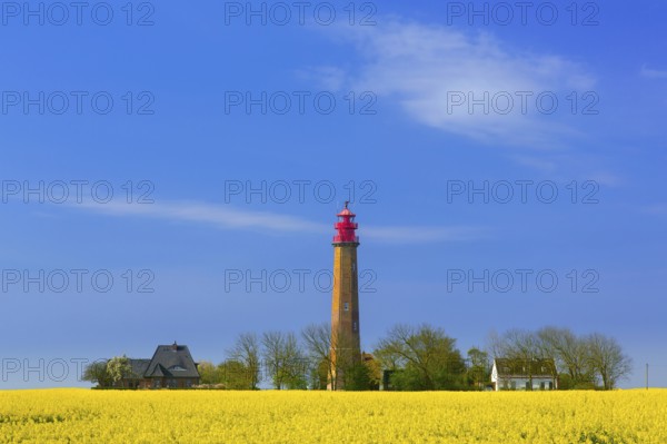 Flügge, Fluegge lighthouse in flowering rape field on Fehmarn island in the Baltic Sea in spring, Ostholstein, Schleswig-Holstein, Germany