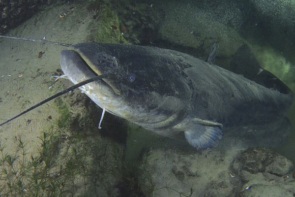Wels catfish (Silurus glanis)