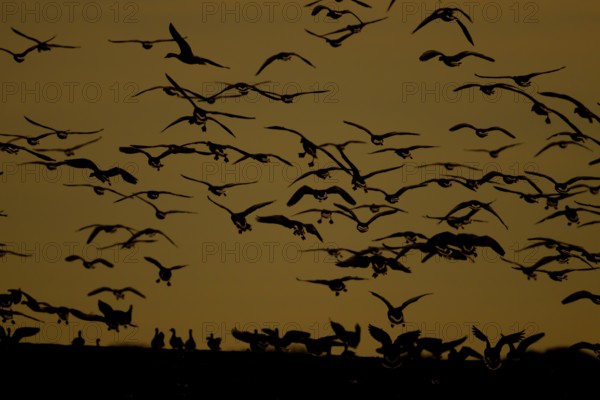 Pink-footed goose (Anser brachyrhynchus) adult birds in a skein or flock taking off in flight at sunset, Norfolk, England, United Kingdom