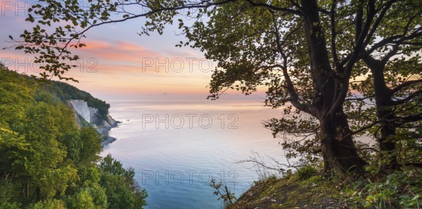 View from the high shore of the chalk cliffs on the Baltic Sea in front of sunrise, beech trees on the edge of the cliff, Jasmund National Park, Rügen Island, Mecklenburg-Western Pomerania, Germany