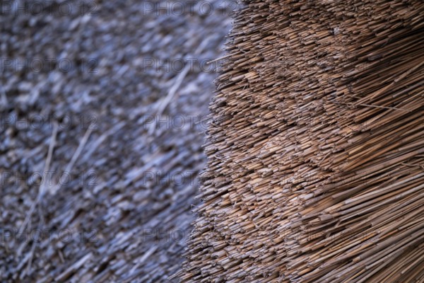 Thatched roof, detail, Søndervig, North Sea, Denmark