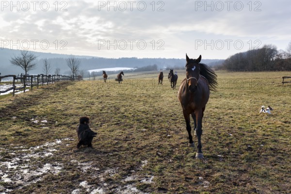 Trakehner, herd on a pasture, Trakehner stud farm Nienover, breeding, stud farm, Bodenfelde, Solling, Lower Saxony, Germany
