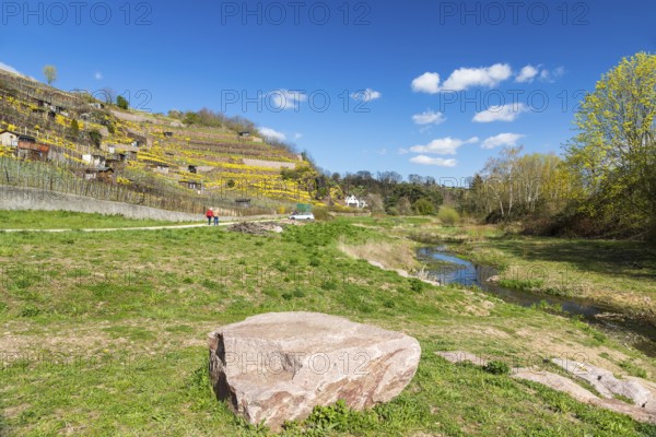 Flowering mountain stonecrop (Alyssum montanum) on walls in the vineyard, vineyards at the Niederauer Dorfbach and the Katzenstufen, Meissen, Saxony, Germany