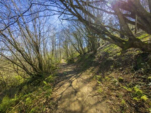 Sunlight streaming through the trees along a hiking trail, creating a vibrant atmosphere in a lush green forest filled with serenity