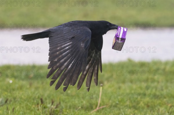 A carrion crow (Corvus corone) flies over a meadow with a sap packet in its beak, Hesse, Germany