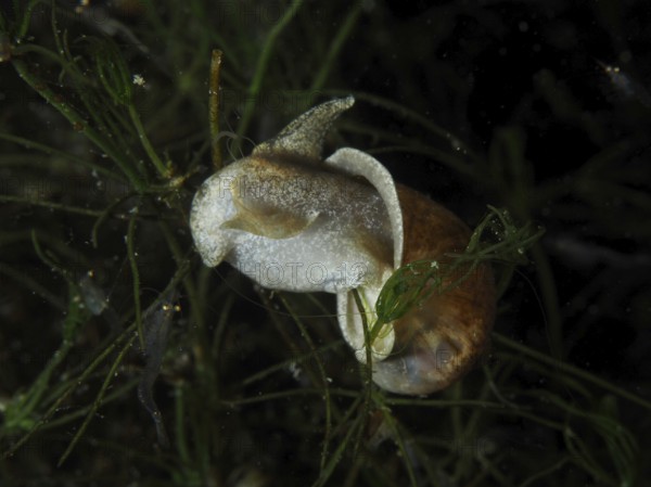 River cover snail, Viviparus viviparus (Viviparus viviparus) with visible light-coloured body crawls through the vegetation in the water, Wildsau dive site, Berlingen, Lake Constance, Switzerland, Germany
