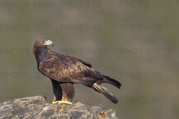 Golden eagle, (Aquila chrysaetos), bird of prey, goshawk family, perched on cliffs, biotope, habitat, foraging, Villuercas, Canamero, Extremadura Caceres, Spain